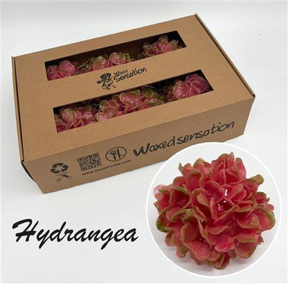FeedSync:wholesale:d2f3ae933505bba5b7f35174e171b43d46b5c938