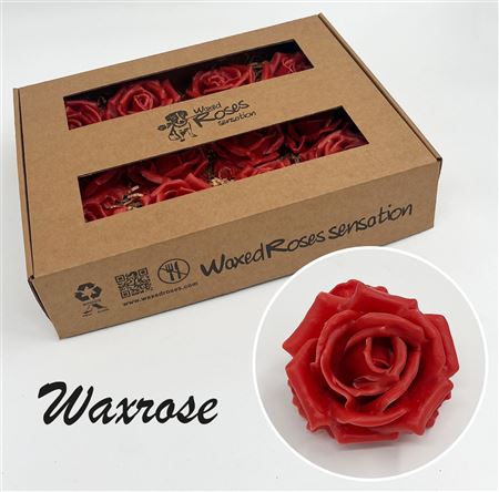 FeedSync:wholesale:610d8302a46779ca56a9a1b7b1361aacdc18ecbf
