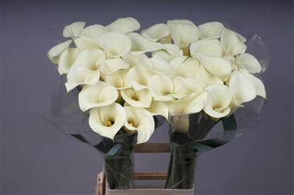 Calla Lily - Zantedeschia