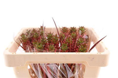 Pink Ananas Ornamental Stems – 50cm