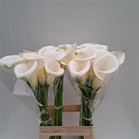 FeedSync:wholesale:42a2e2ed975a7b386a3b24a0ecc05f5389b149c2