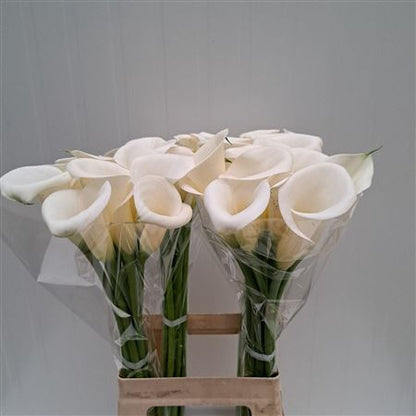 FeedSync:wholesale:42a2e2ed975a7b386a3b24a0ecc05f5389b149c2