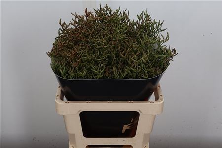 FeedSync:wholesale:cc600843dd6ead26eb8ac90042c880e3ea5b894a