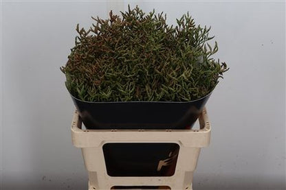 FeedSync:wholesale:cc600843dd6ead26eb8ac90042c880e3ea5b894a
