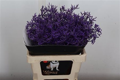 FeedSync:wholesale:1f8925dfaadab3e26799562fb723682f368501be