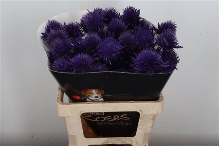 FeedSync:wholesale:9770a9f1ca7bcf5131c8c7672eab3ba348ded8ce