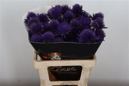 FeedSync:wholesale:9770a9f1ca7bcf5131c8c7672eab3ba348ded8ce