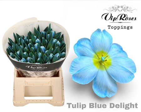 Tulip - Tulipa