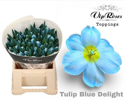 Tulip - Tulipa