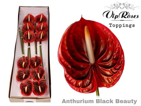 Anthurium Black Beauty
