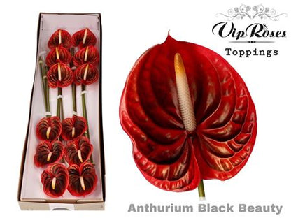 Anthurium Black Beauty