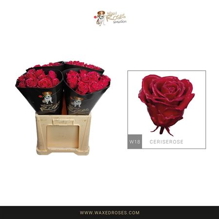 FeedSync:wholesale:9ed301b129512f44c75160ff778fc918bc28529e