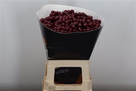 FeedSync:wholesale:3c304283dab9412e5a5070212f963d5467d83ad8