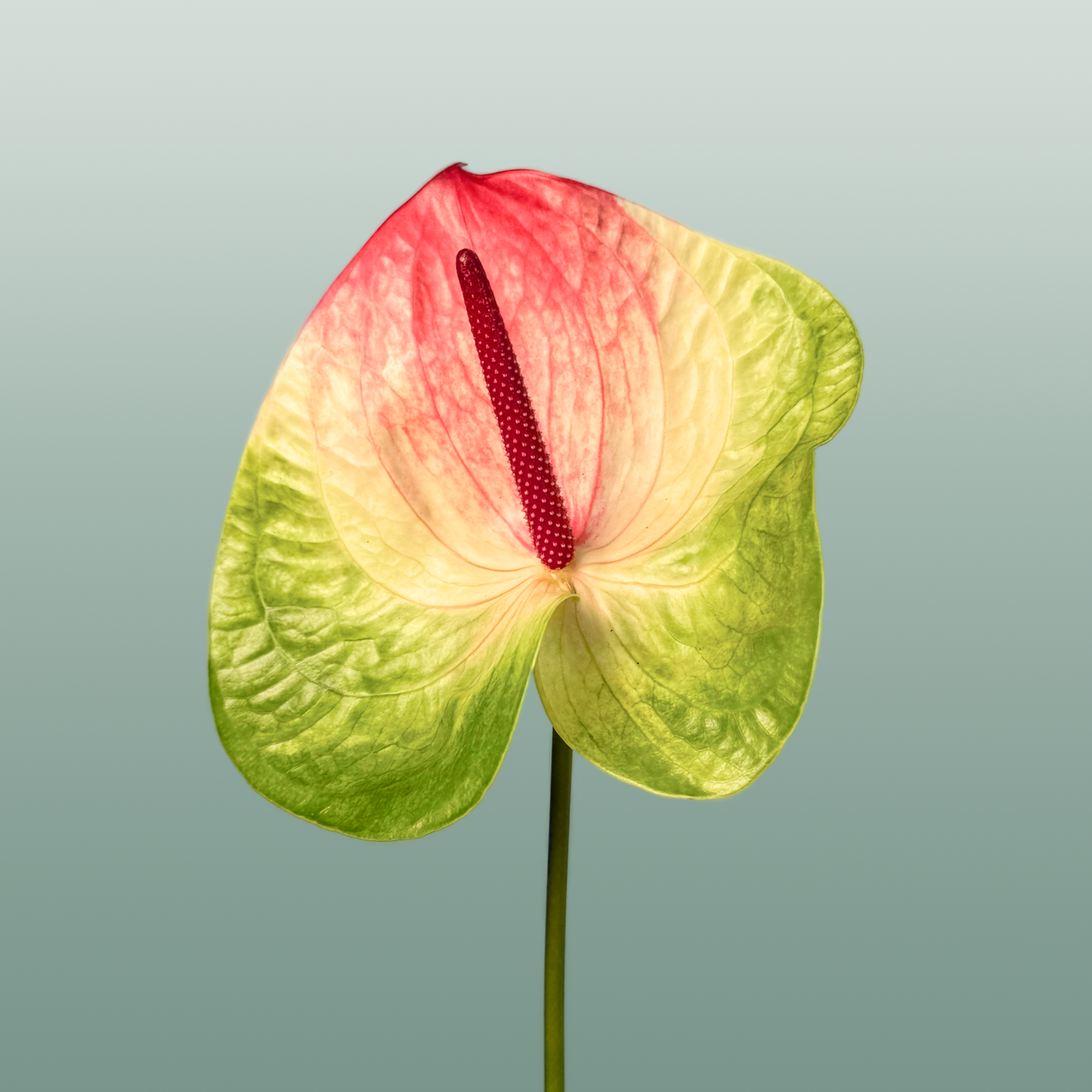 Anthurium Zafira