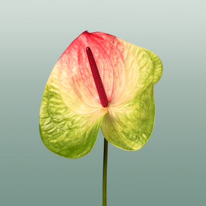 Anthurium Zafira