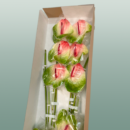Anthurium Zafira