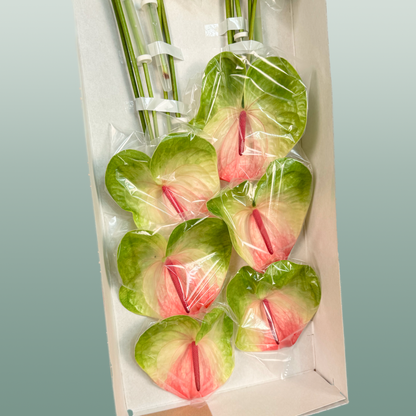 Anthurium Zafira