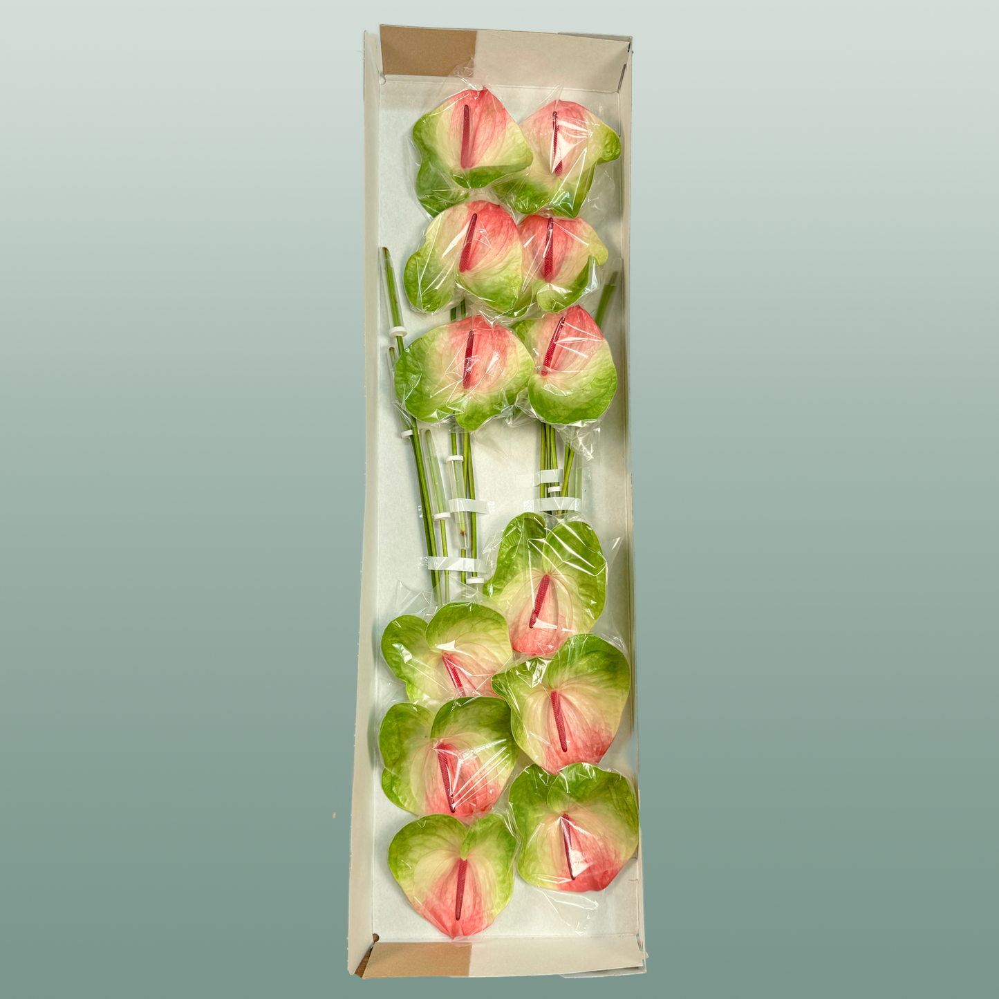 Anthurium Zafira