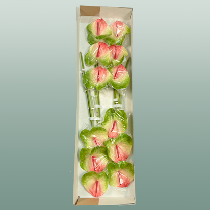 Anthurium Zafira