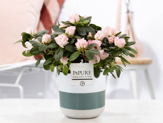 Rhodo Si Terra Nova Keramiek Lauren