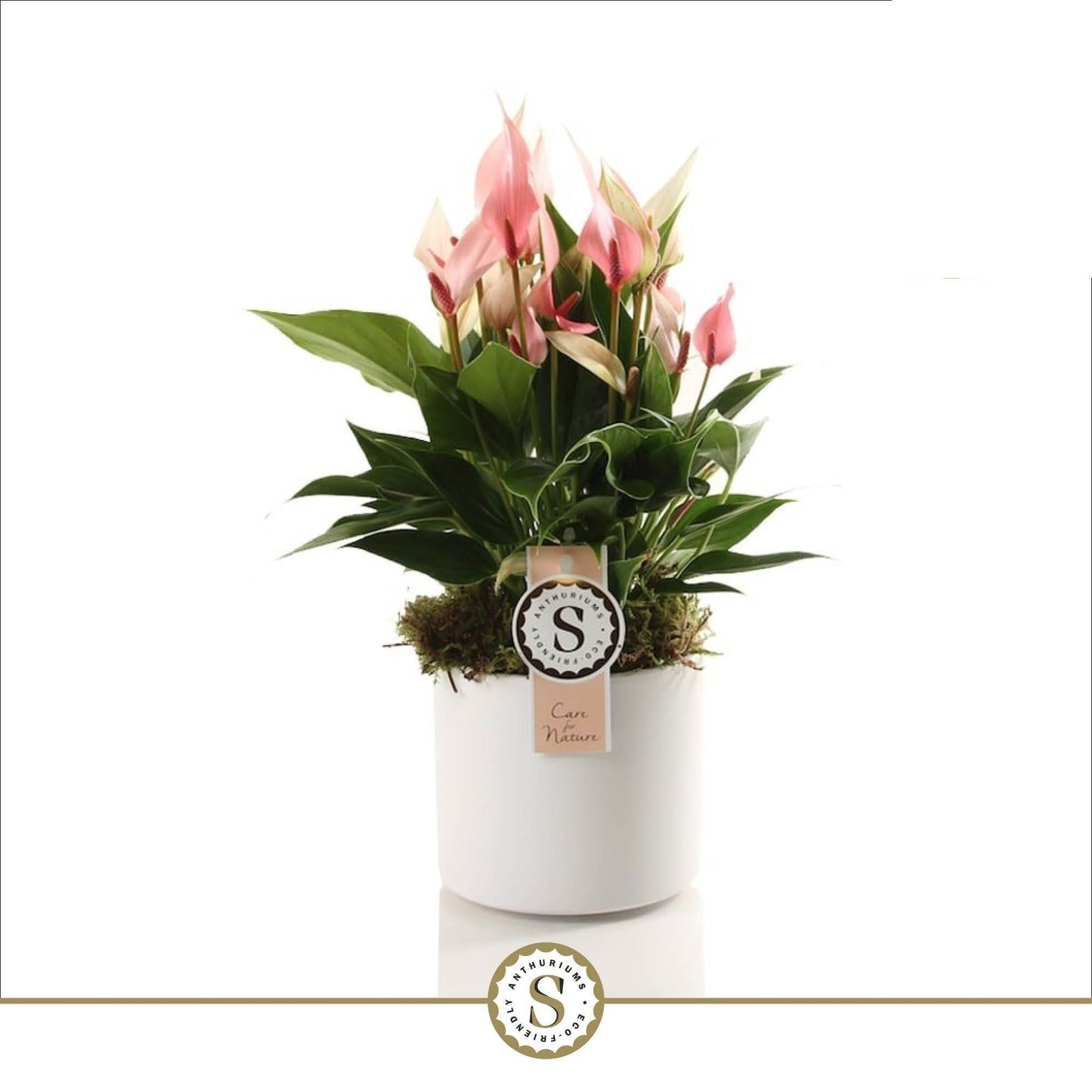 Anthurium St Lilli Keramiek Bari White