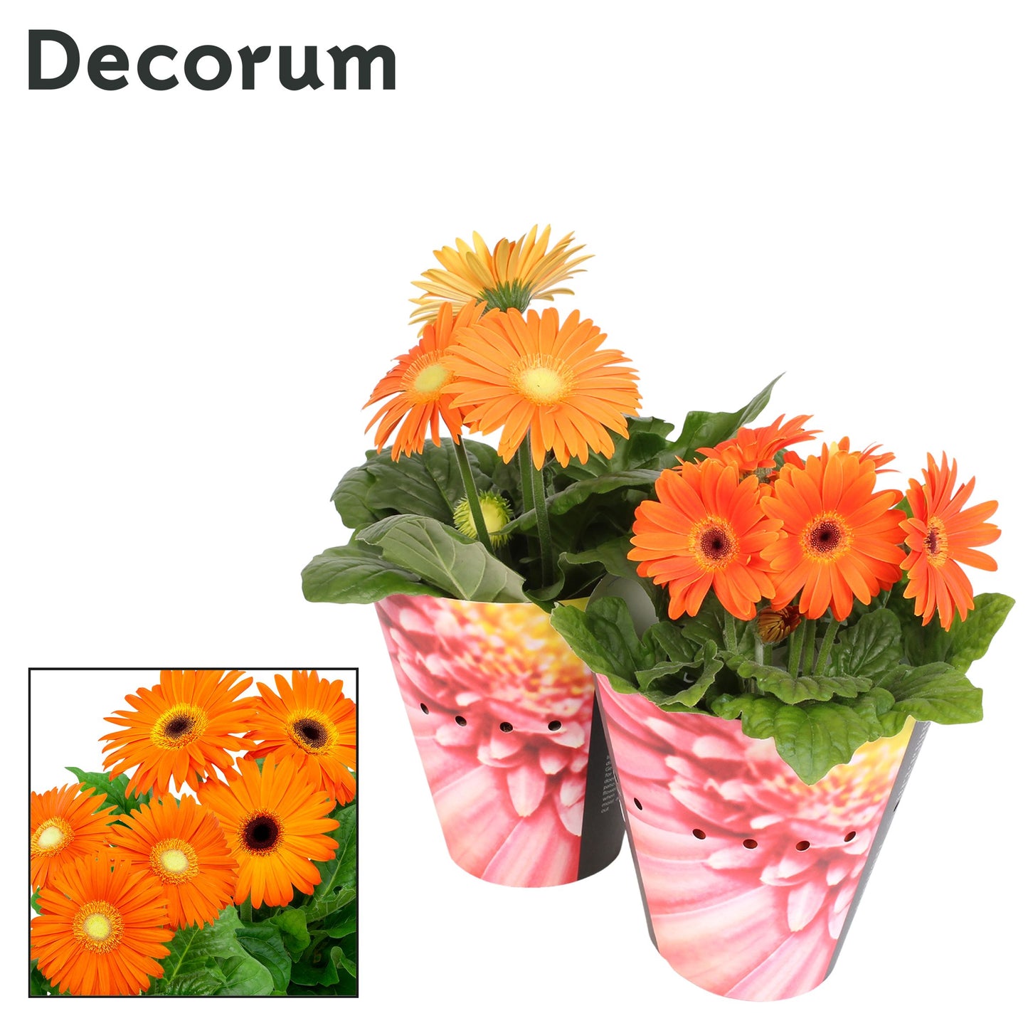 Gerbera Flori Line Oranje