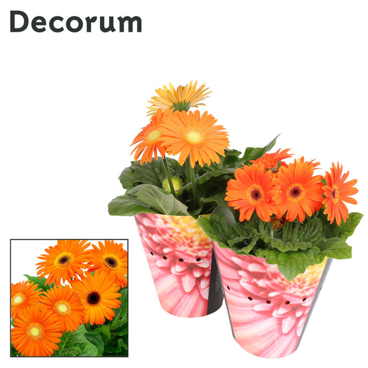 Gerbera Flori Line Oranje