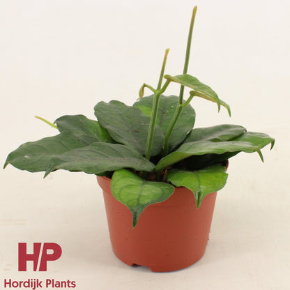 Hoya Villosa