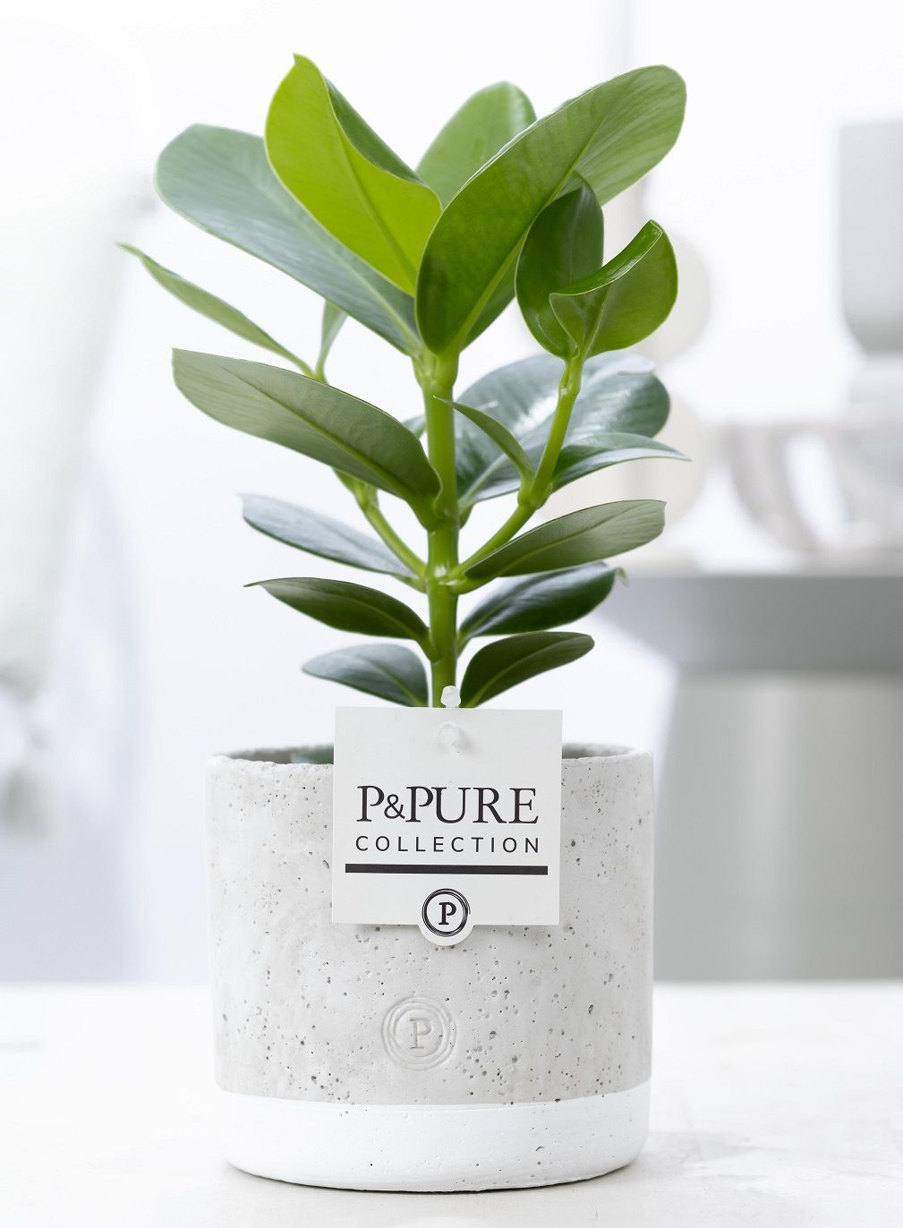 Clusia Rosea Princess Keramiek Jade