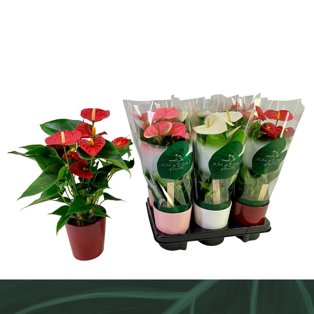 Anthurium An Gemengd 4kl Keramiek