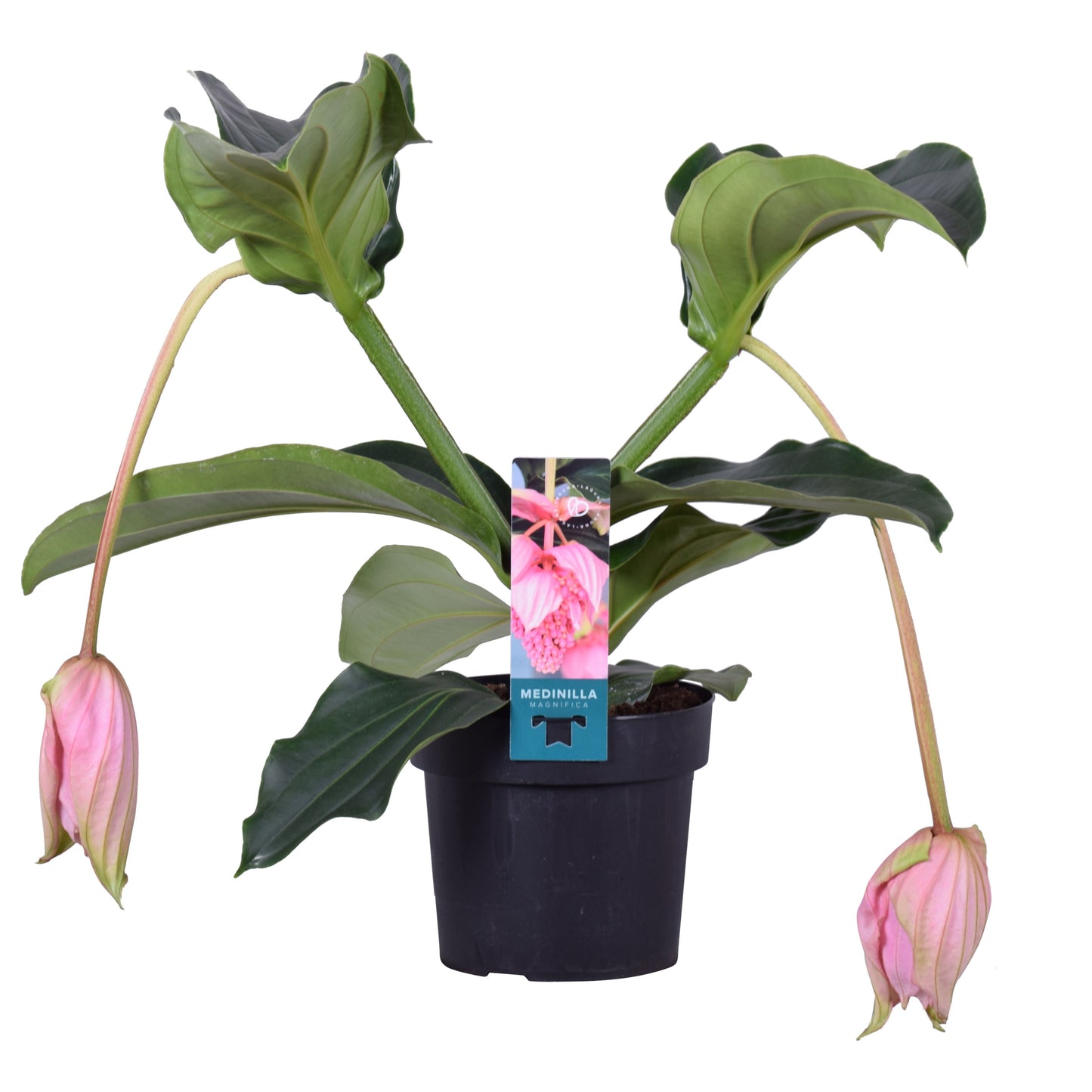 Medinilla Magnifica 2 Knop
