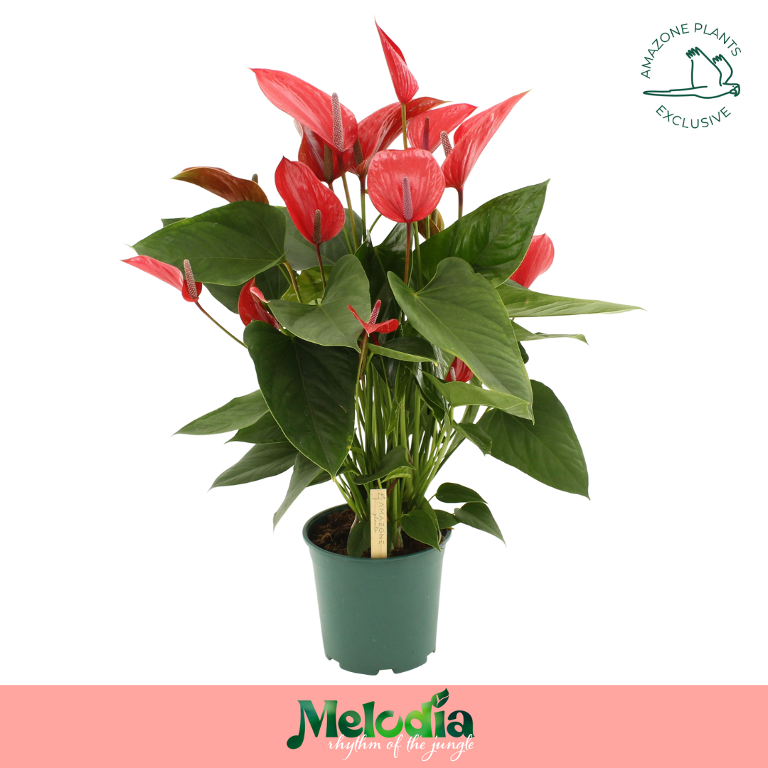 Anthurium An Melodia Ibis