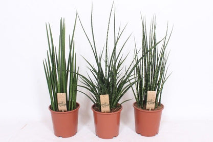 Sans Cyl Gemengd Luxe