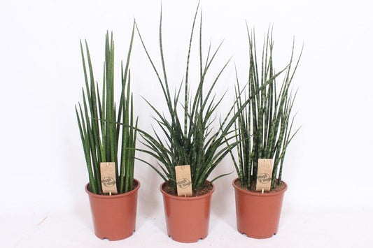 Sans Cyl Gemengd Luxe