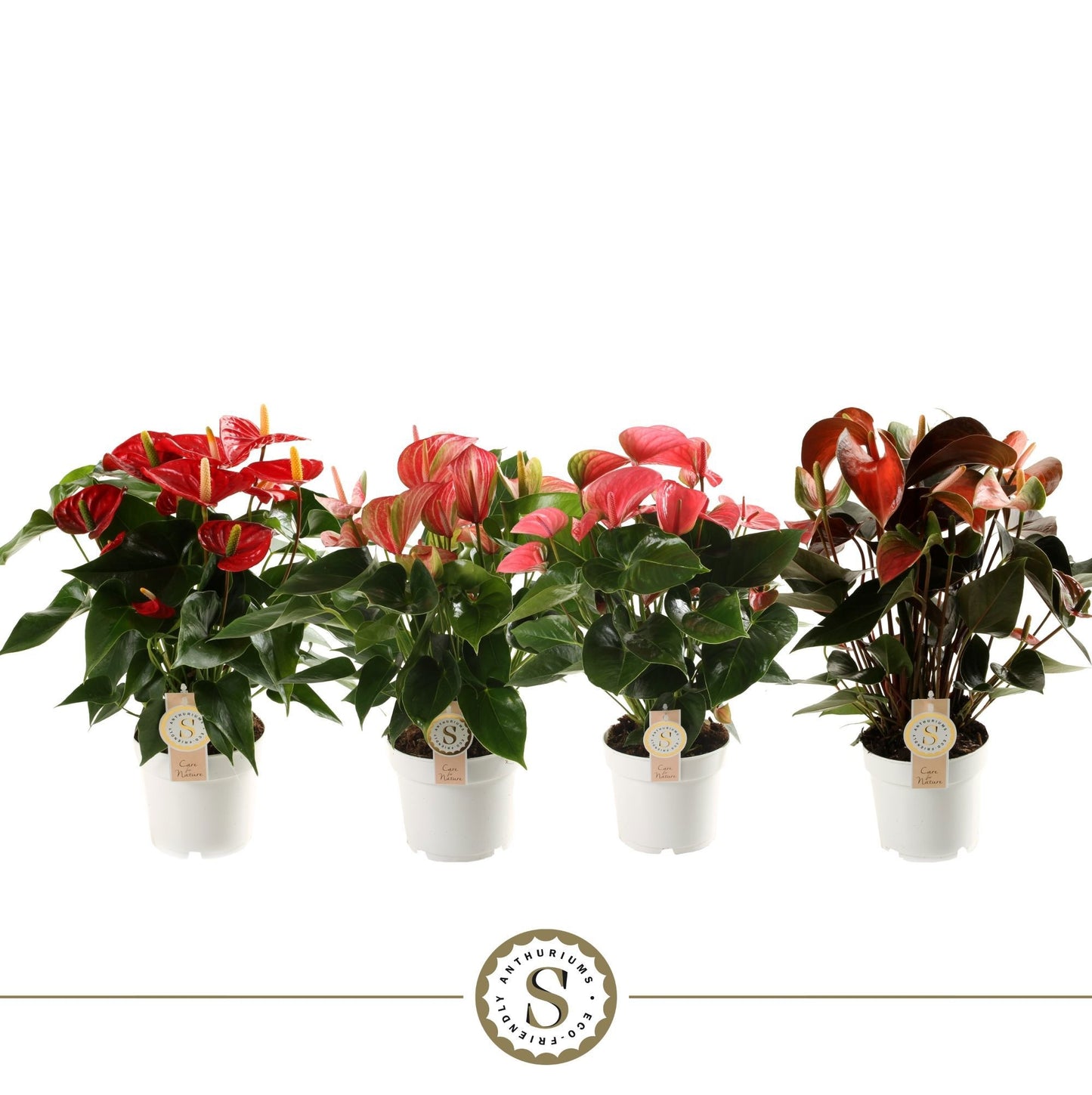 Anthurium St Gemengd 3kl