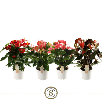 Anthurium St Gemengd 3kl