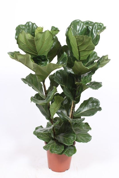 Ficus Lyrata 2pp