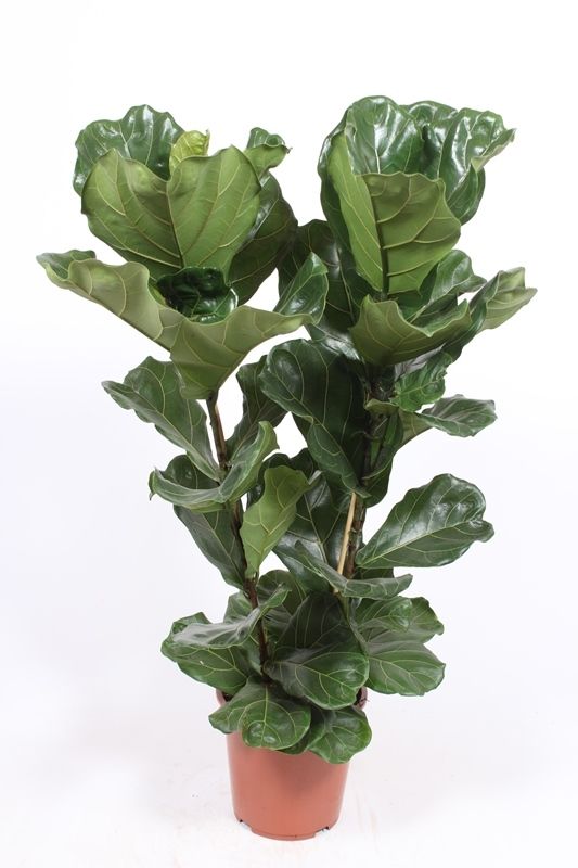 Ficus Lyrata 2pp
