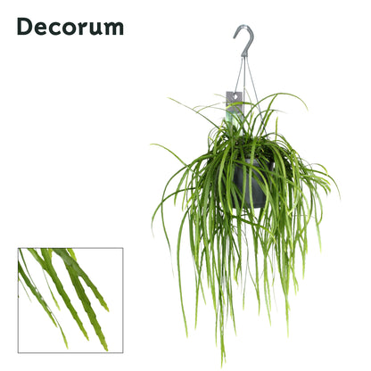 Lepismium Bolivianum