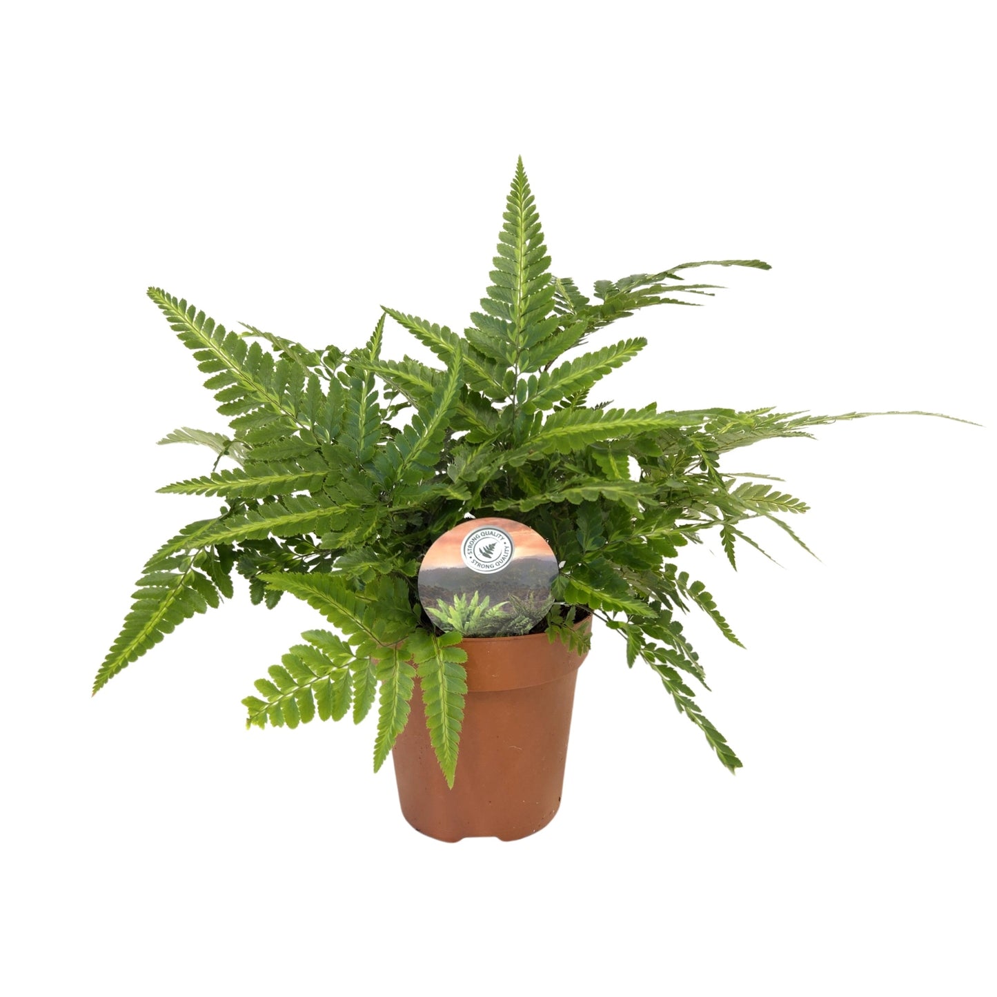 Arachniodes Variegata