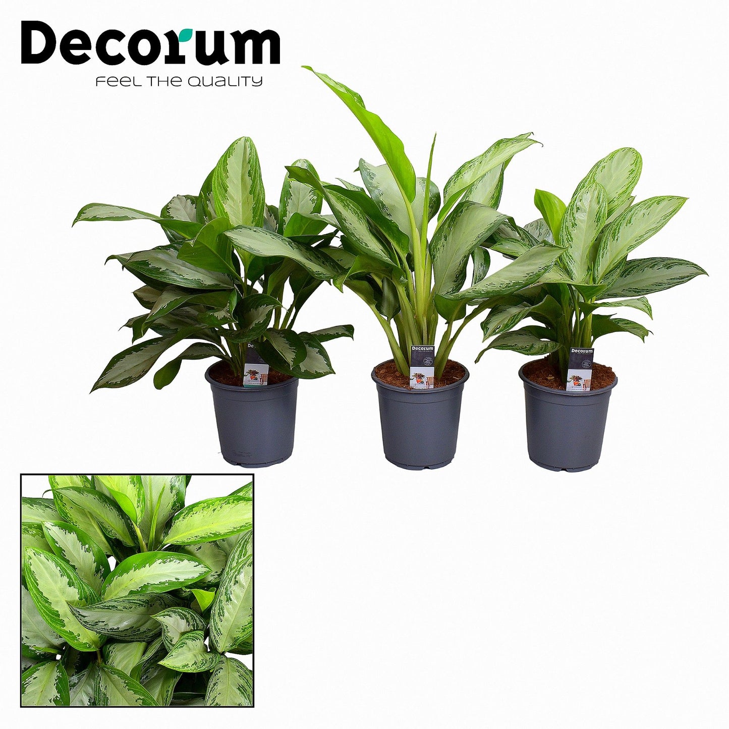 Aglaonema Gemengd