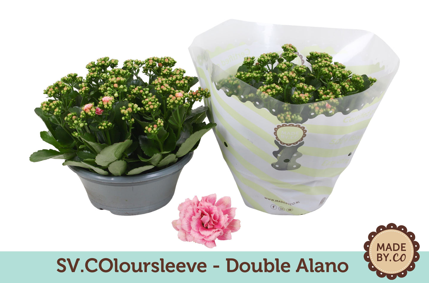 Kalanchoe Gev 2Kl Roze - Wit