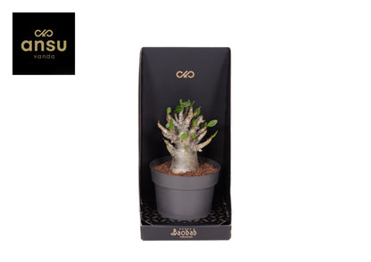 Adenium Baobab