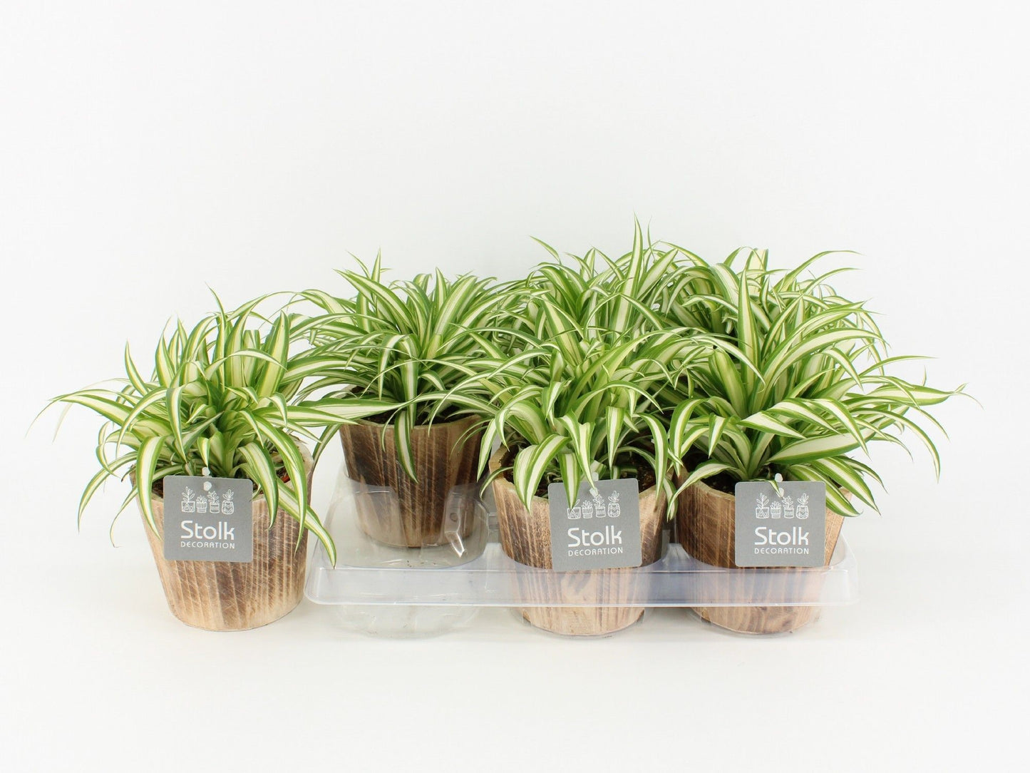 Chlor Com Variegatum Wood