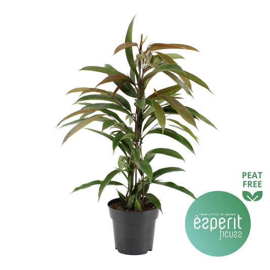 Ficus Bi Amstel King