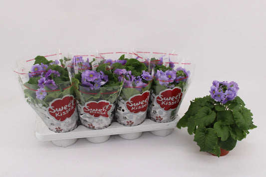 Primula Ob Dark Blue