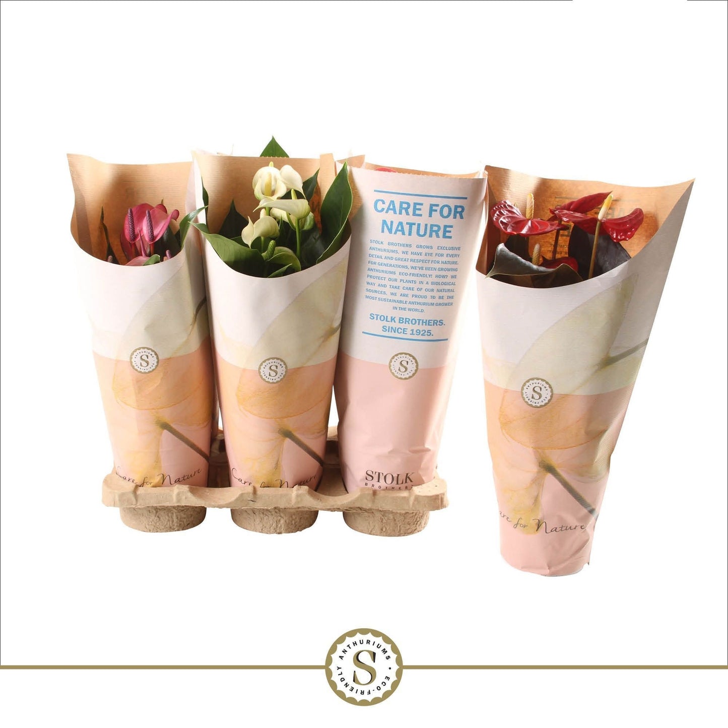 Anthurium St Gemengd 5kl Feel Green