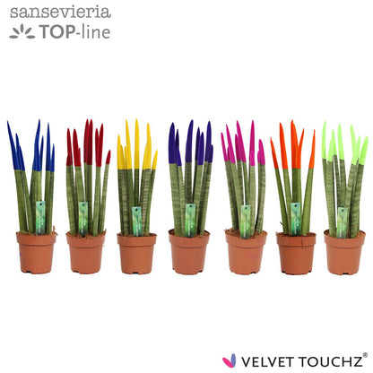 Sans Cyl Velvet Touch Gemengd