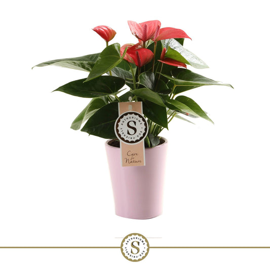 Anthurium St Pink Champion Keramiek Paris