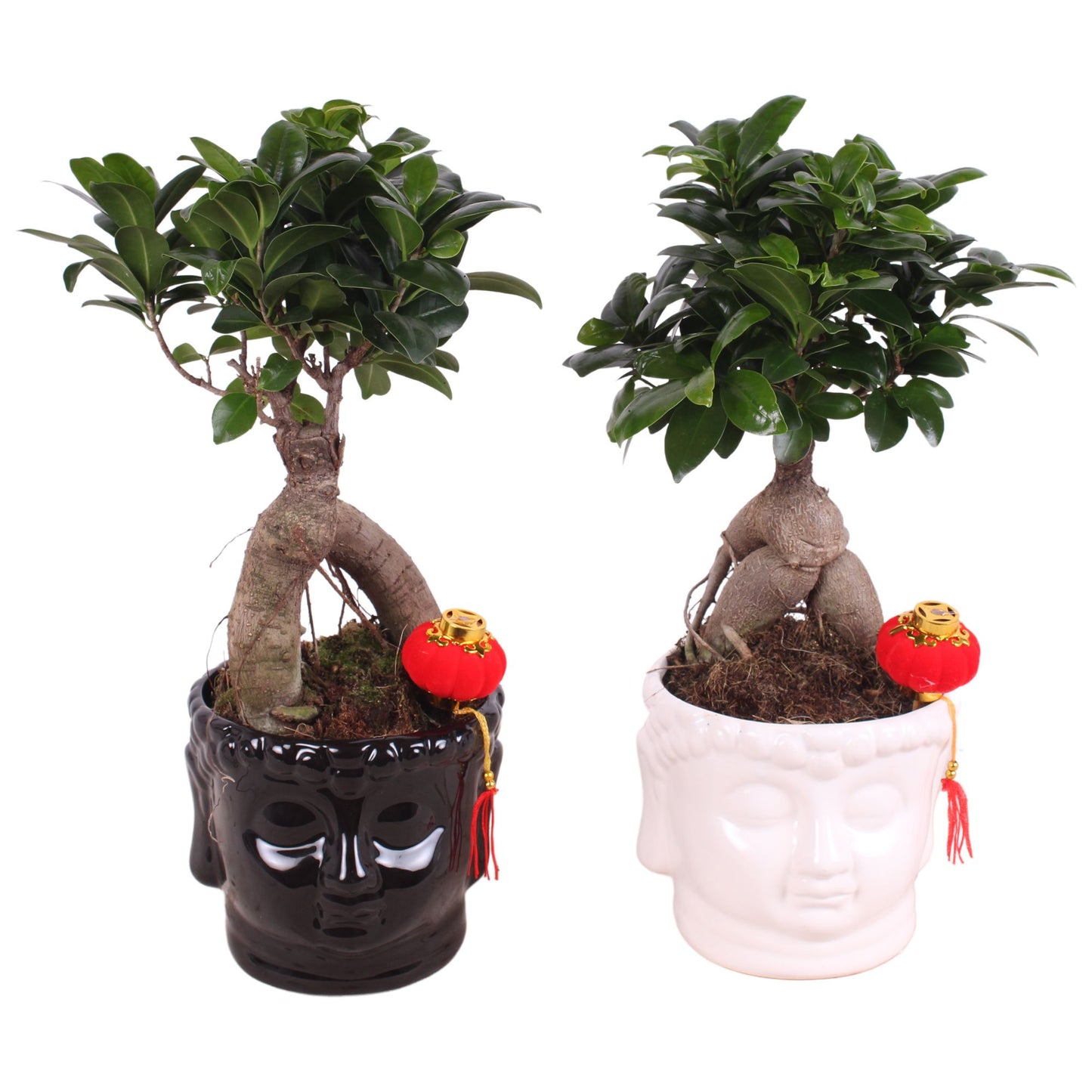 Ficus Mi Ginseng Keramiek Buddha Head Black & Whit